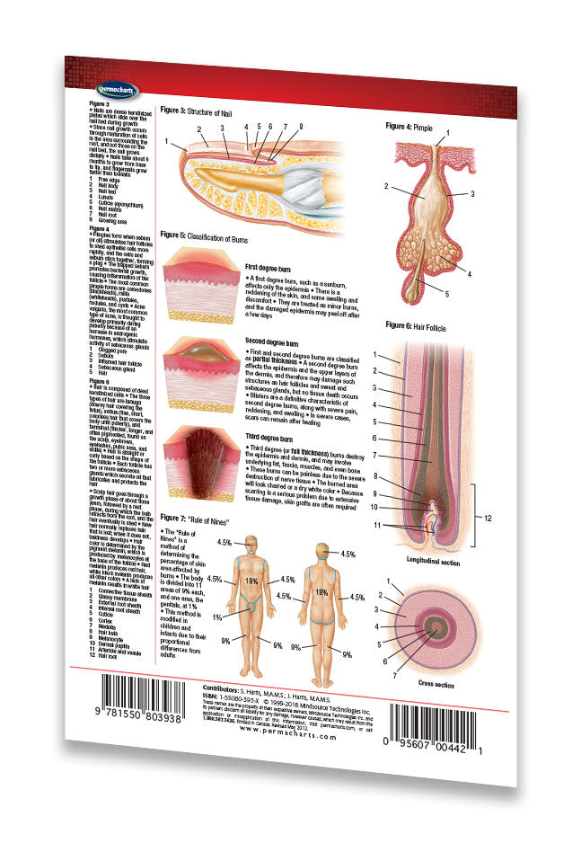 Understanding Skin Guide Human Skin Care Guide (Pocket Size) - Quick Reference Resource ...
