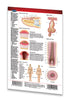Medicine & Anatomy - Skin (Pocket Size) page 2