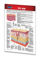 Medicine & Anatomy - Skin (Pocket Size)