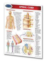 Medicine & Anatomy - Spinal Cord