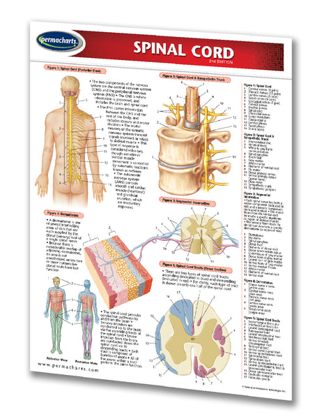 Medicine & Anatomy - Spinal Cord