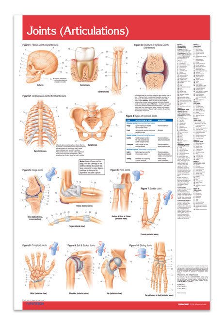Skeletal System Chart - 24 x 36 Laminated Poster - Medical Quick  Reference Guide by Permacharts