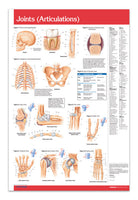 Joints (articulations) Poster