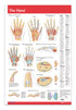 Hand Diagrams poster