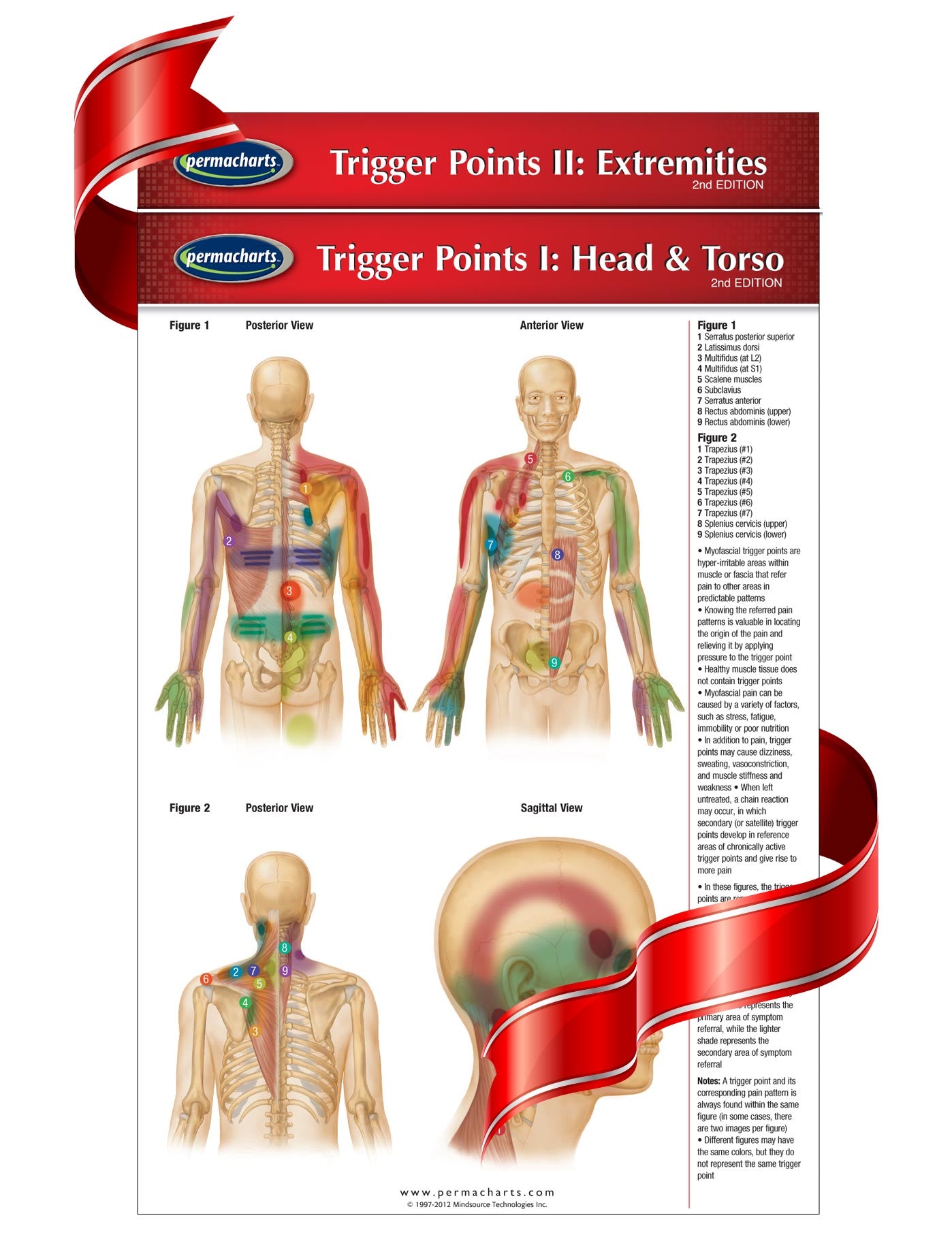 Trigger Point Development Trigger Points I & II Pocket Charts- Acupuncture Reference Guides ...