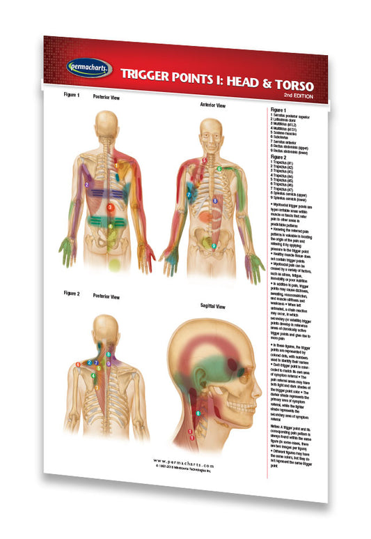 Trigger Points Guide Head & Torso (Pocket Size) - Quick Reference ...