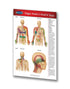 Trigger point I - Head and Torso