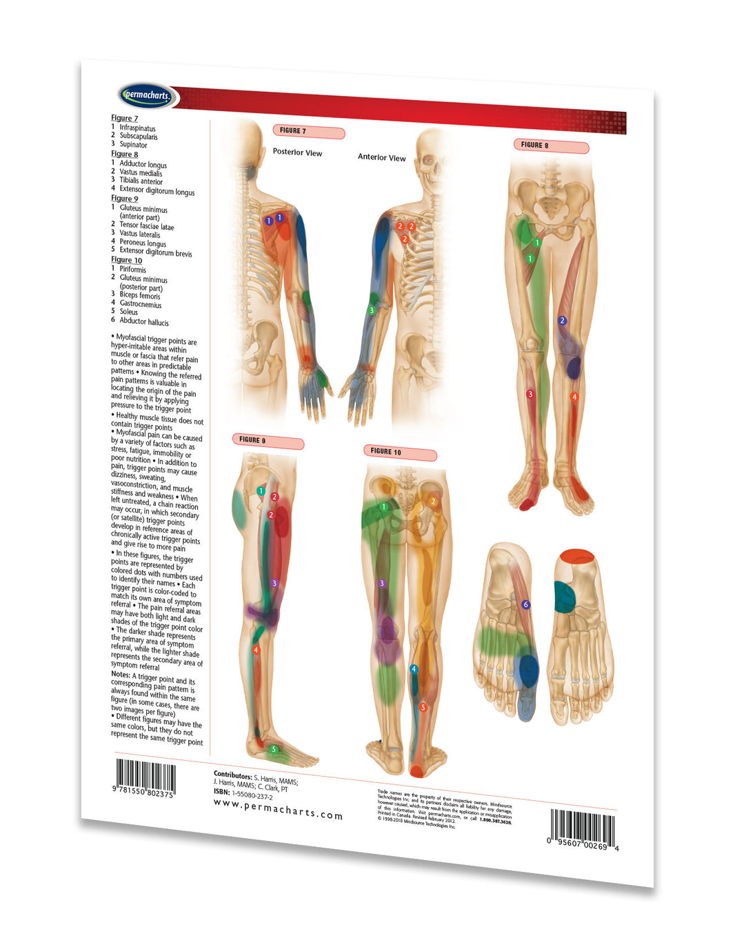 Trigger Points Extremities - Medical - Quick Reference Guide ...