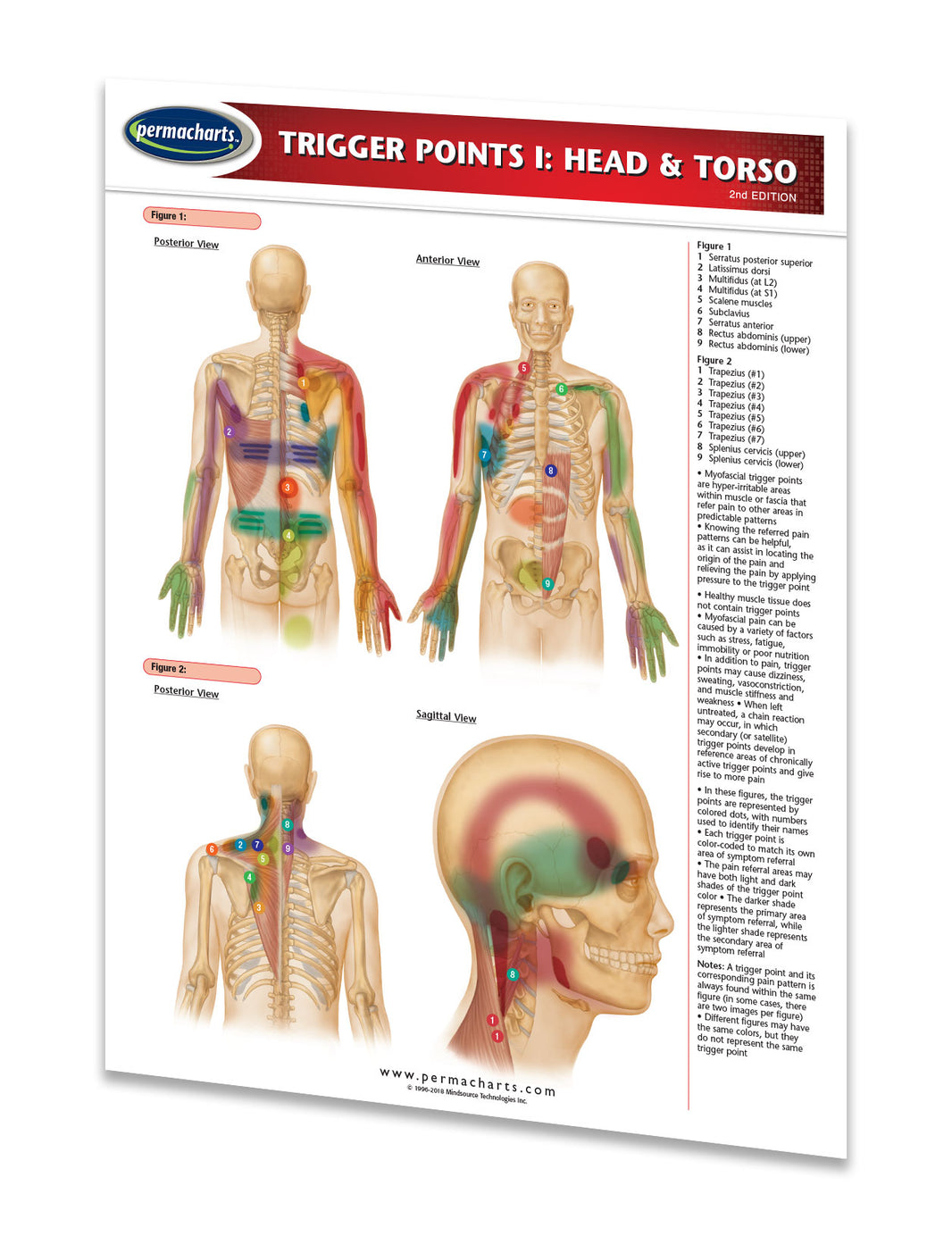 Trigger Points I & II Charts - Acupuncture Quick Reference Guides ...