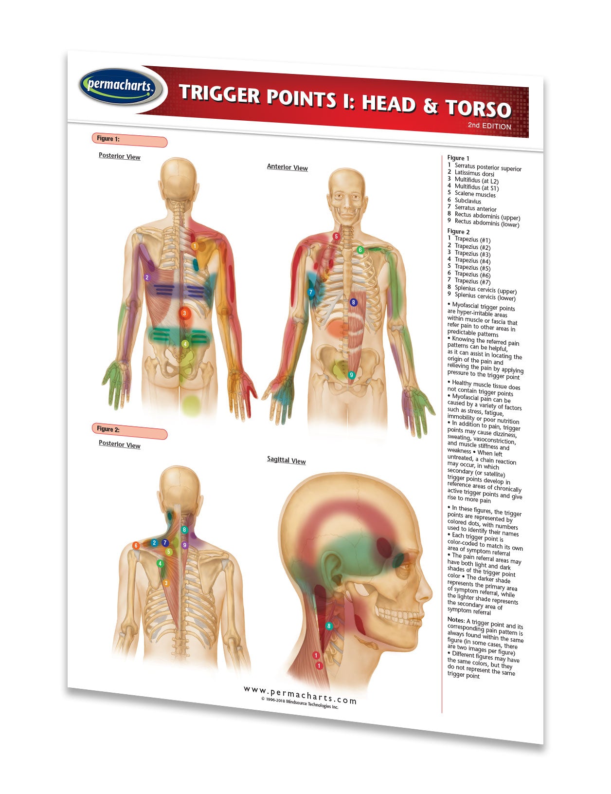 Trigger Points Guide - Head & Torso - Quick Reference Resource