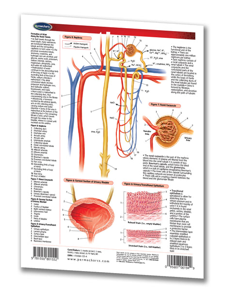 Medicine & Anatomy - Urinary System