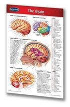 Human Brain Chart - Laminated Pocket Size - Quick Reference Guide ...