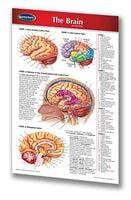 Medicine & Anatomy - Brain (Pocket Size) - Human Brain
