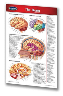 Human Brain Chart - Laminated Pocket Size - Quick Reference Guide ...