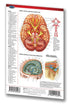 Medicine & Anatomy - Brain (Pocket Size) - Human Brain