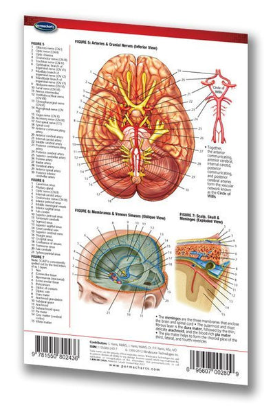 Medicine & Anatomy - Brain (Pocket Size) - Human Brain