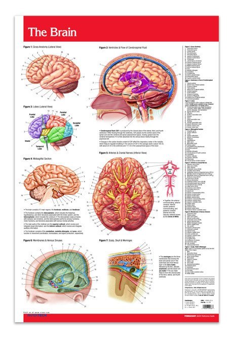 Brain Poster