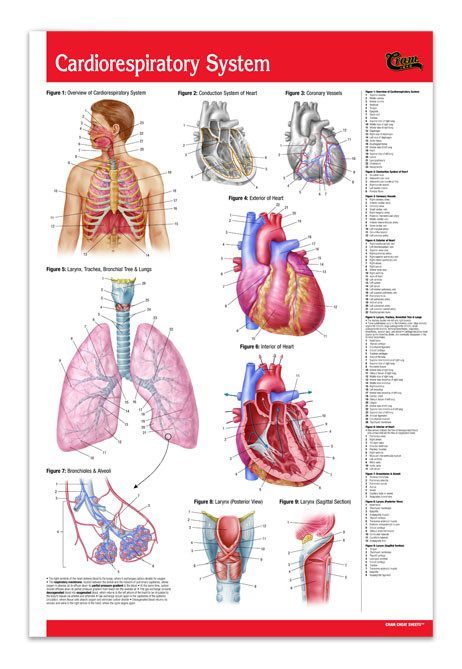 Medicine & Anatomy - Cardiorespiratory System / Cardiovascular Physiology (Poster Size)