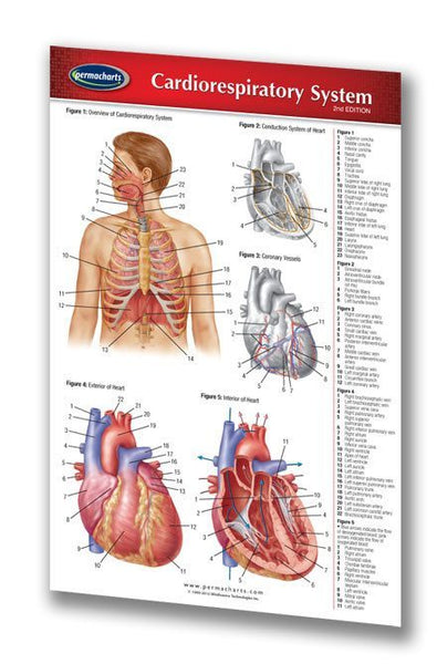 Medicine & Anatomy - Cardiorespiratory System (Pocket Size)