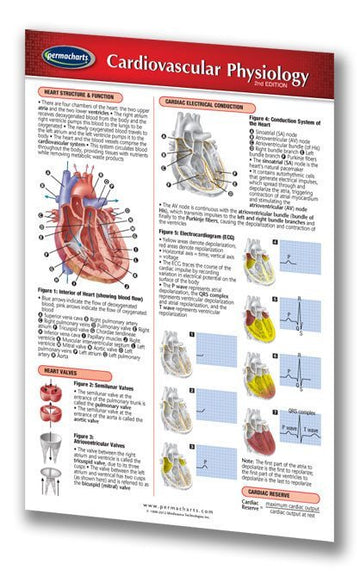 Cardiovascular Physiology nursing reference pocket chart – Permacharts.com