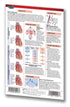Medicine & Anatomy - Cardiovascular Physiology (Pocket Size)