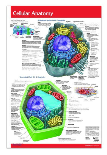 Cellular Anatomy Poster - 24