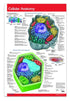 Cellular Anatomy biology poster: Permacharts