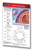 Cellular Respiration pocket guide: Permacharts 