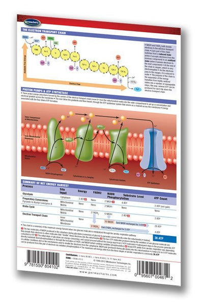 Cellular Respiration pocket guide: Permacharts back