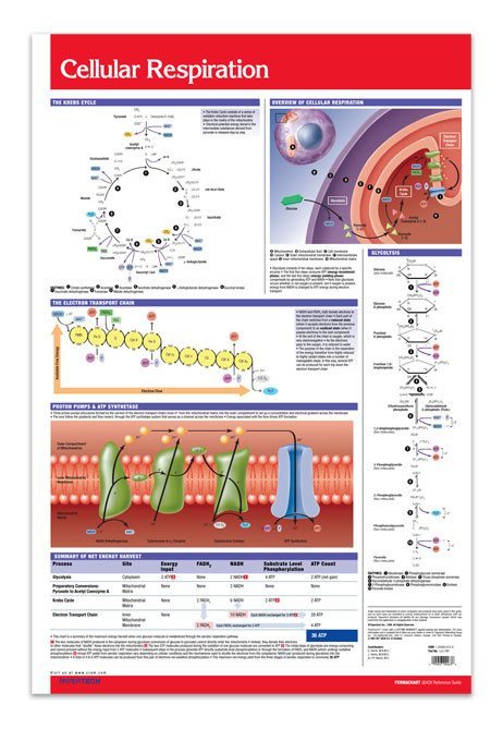 Cellular Respiration Poster: Permacharts