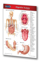 Medicine & Anatomy - Digestive System (Pocket Size)