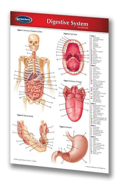 Medicine & Anatomy - Digestive System (Pocket Size)