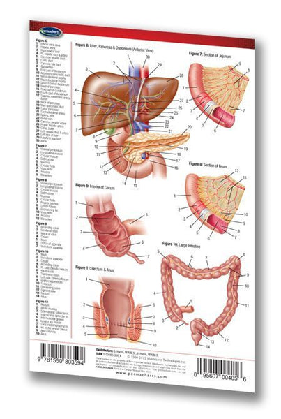 Medicine & Anatomy - Digestive System (Pocket Size)