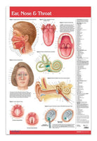 Medicine & Anatomy - Ear, Nose & Throat (Poster Size)