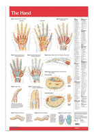 Hand - Joints Articulations Poster