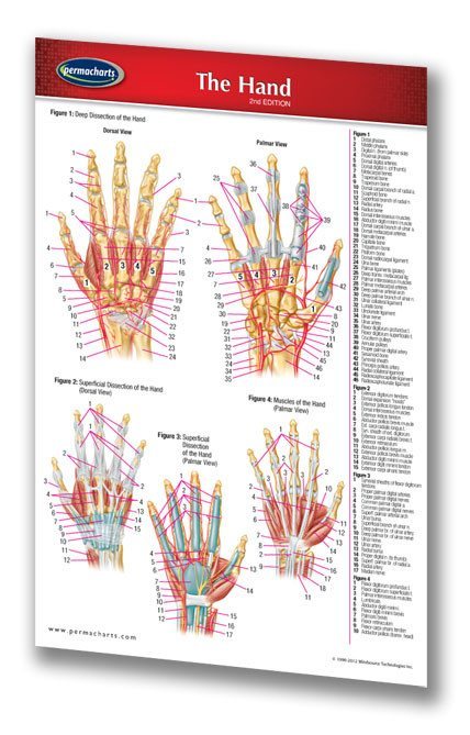 Box Hand Chart Hand Chart Pocket Size - Quick Reference Guide – Permacharts.com