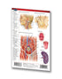 Medicine & Anatomy - Lymphatic System (Pocket Size)