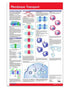 Membrane Transport Poster Laminated: Permacharts