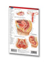 Medicine & Anatomy - Reproductive System (Pocket Size)