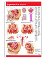 Reproductive System Poster 