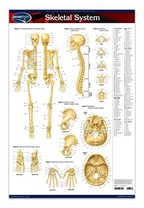 Skeletal System Laminated Poster: Permacharts