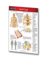Medicine & Anatomy - Spinal Cord (Pocket Size)