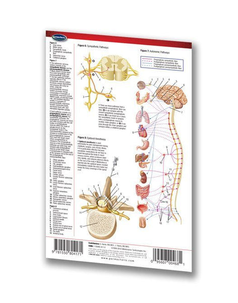 Medicine & Anatomy - Spinal Cord (Pocket Size)
