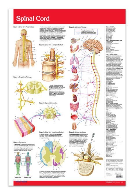 Spinal Cord anatomy poster - laminated wall chart: Permacharts
