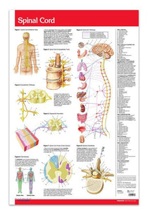 Spinal Cord Poster - 24" x 36" Laminated Quick Reference Guide ...