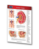 Medicine & Anatomy - Urinary System (Pocket Size)