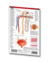 Medicine & Anatomy - Urinary System (Pocket Size)