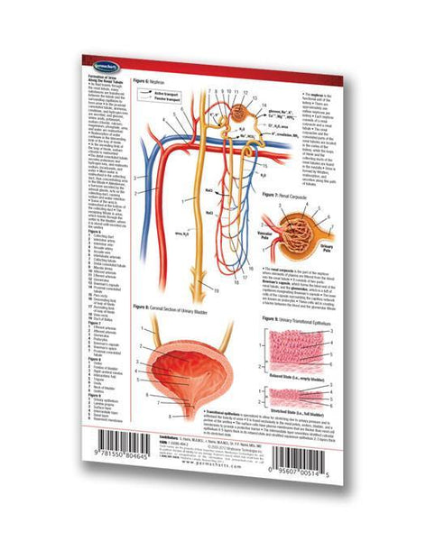 Medicine & Anatomy - Urinary System (Pocket Size)