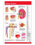 Urinary System poster: Permacharts